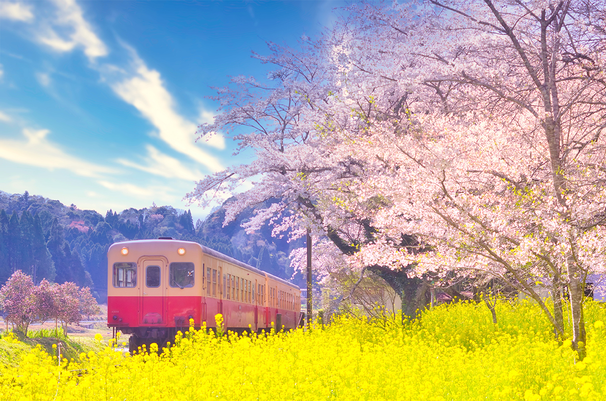 #県の花 菜の花